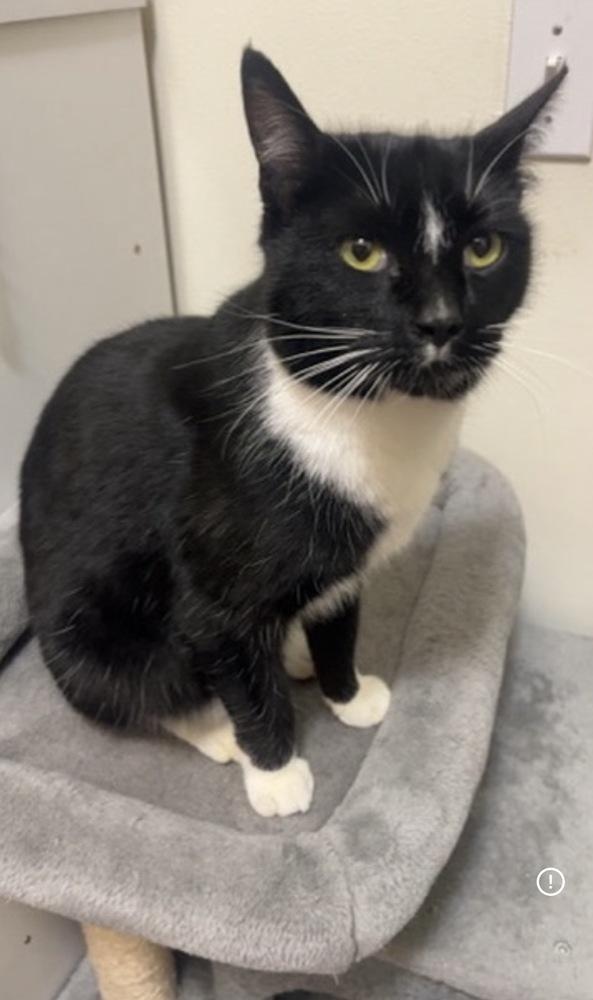 Enlarge Lola, a Adoptable Domestic Short Hair in Bellingham, WA image 2/5