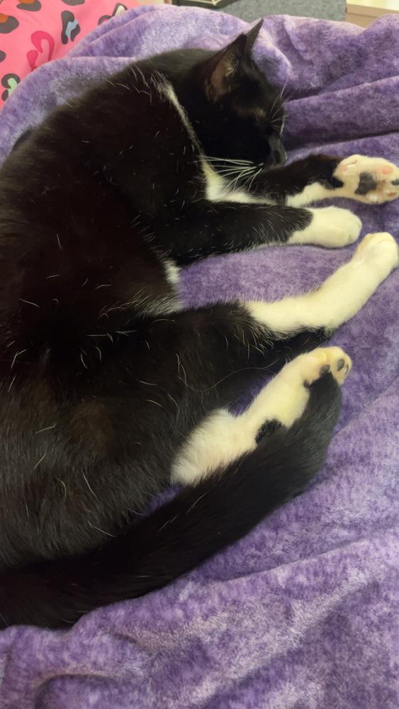 Enlarge Lola, a Adoptable Domestic Short Hair in Bellingham, WA image 3/5