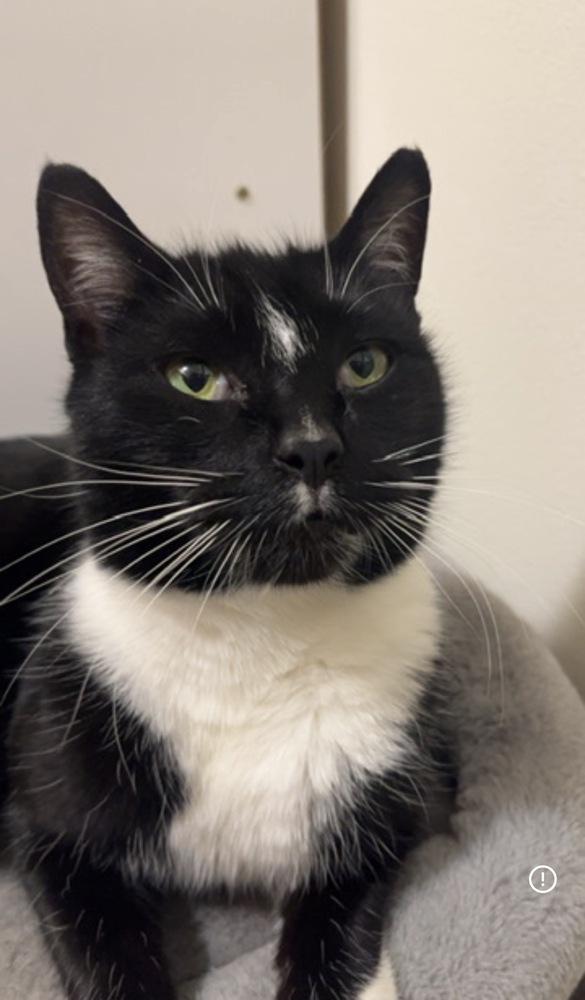 Enlarge Lola, a Adoptable Domestic Short Hair in Bellingham, WA image 4/5