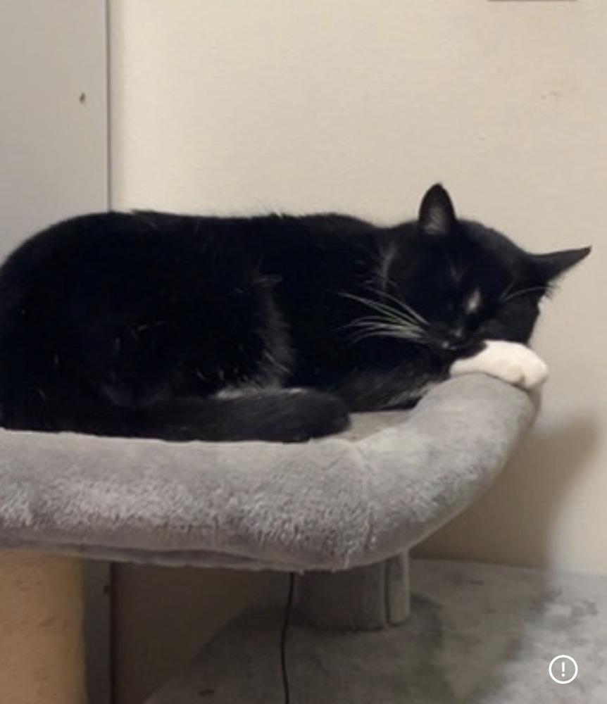 Enlarge Lola, a Adoptable Domestic Short Hair in Bellingham, WA image 5/5