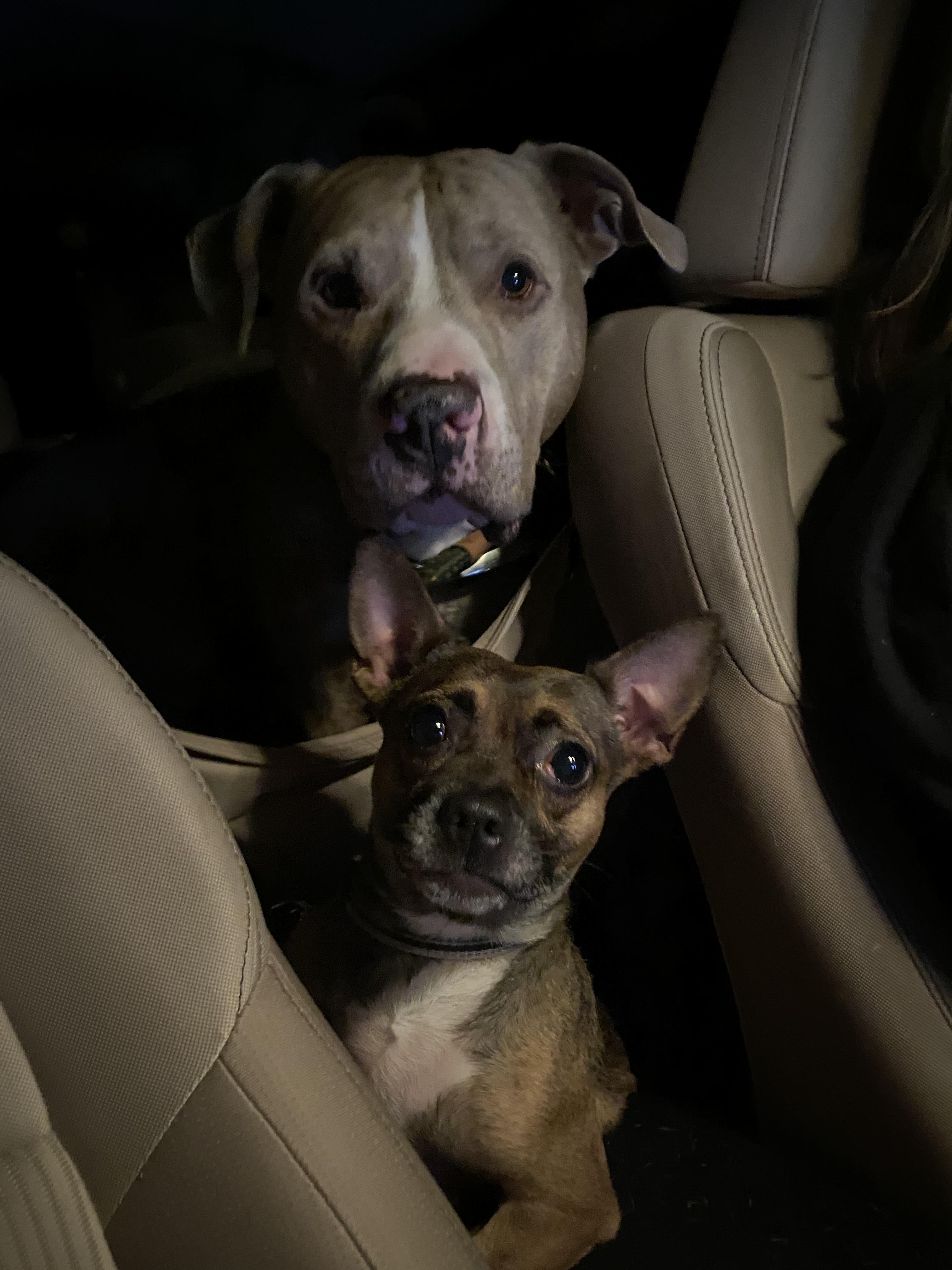 Enlarge Jem, a Adopted mixed breed in Lincoln Park, NJ image 1/6