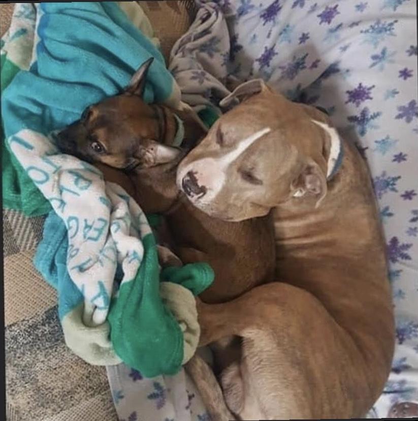 Enlarge Jem, a Adopted mixed breed in Lincoln Park, NJ image 2/6