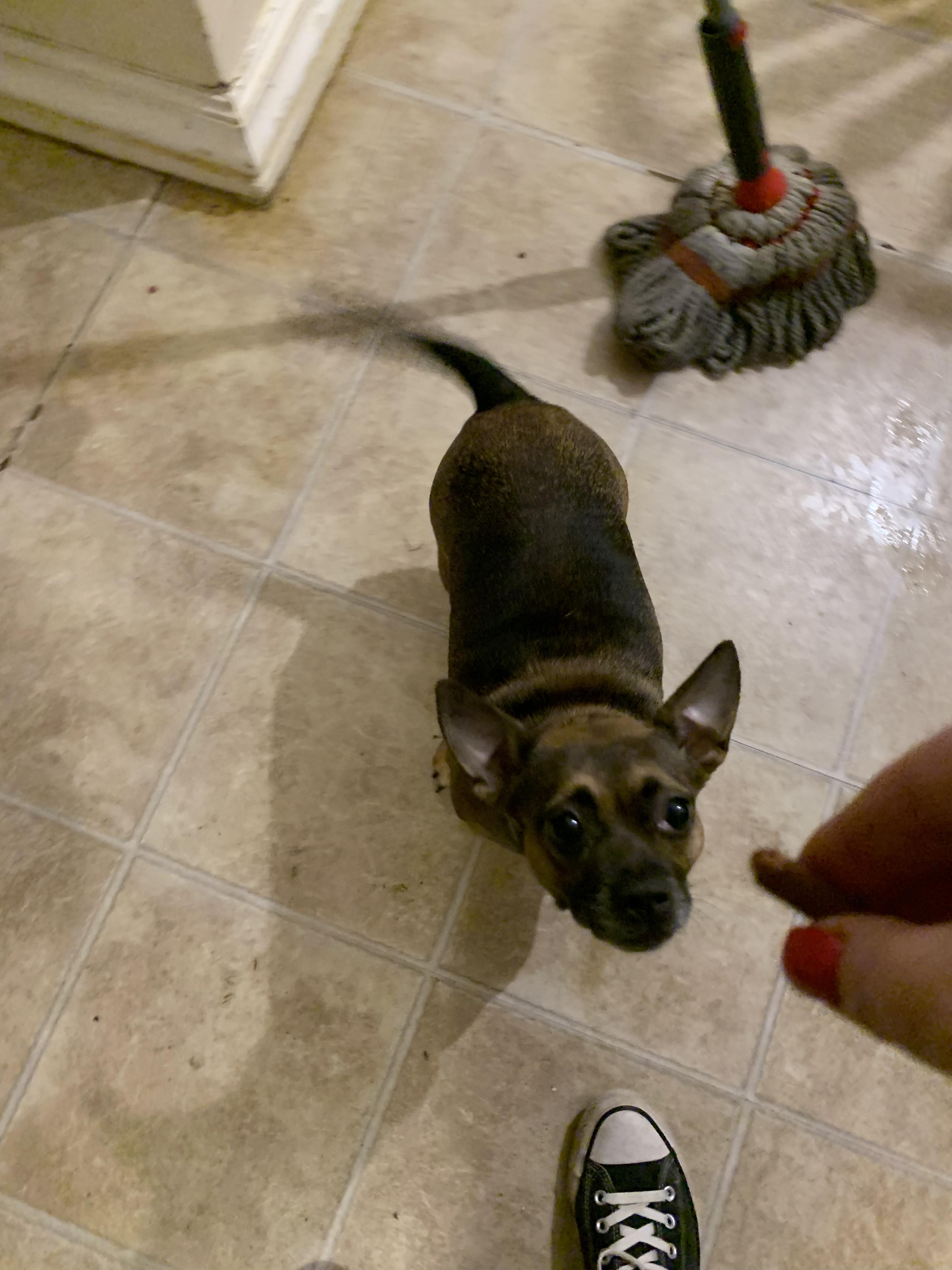 Enlarge Jem, a Adopted mixed breed in Lincoln Park, NJ image 3/6