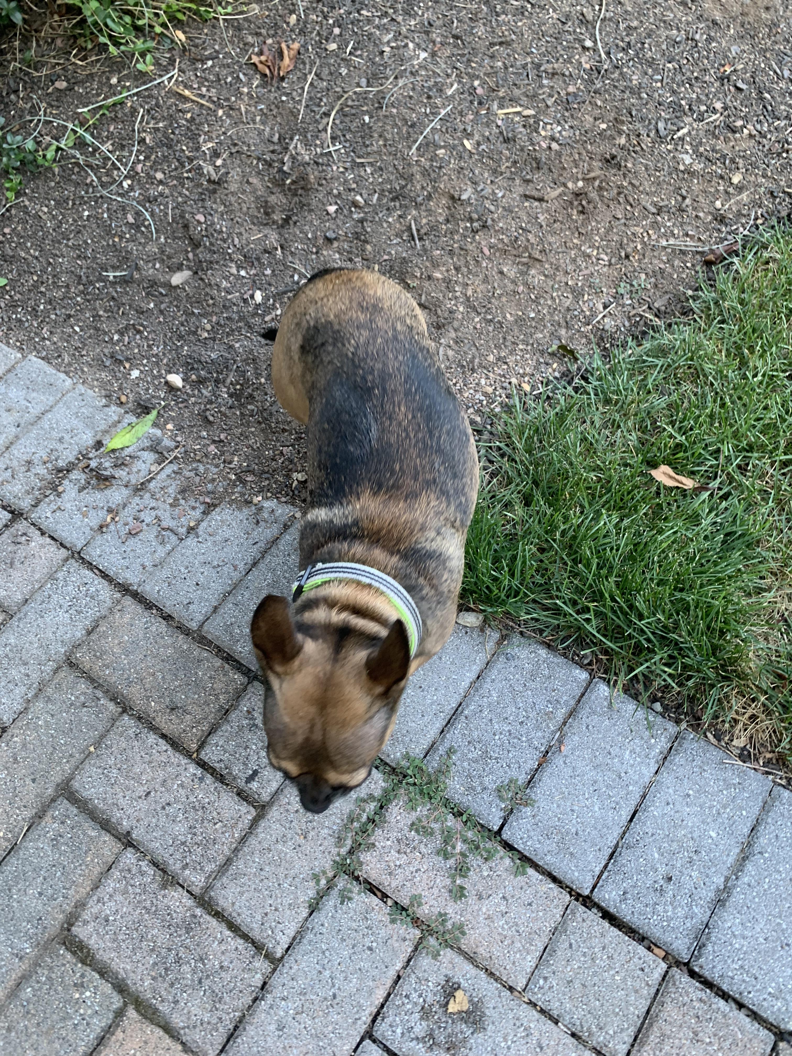 Enlarge Jem, a Adopted mixed breed in Lincoln Park, NJ image 4/6