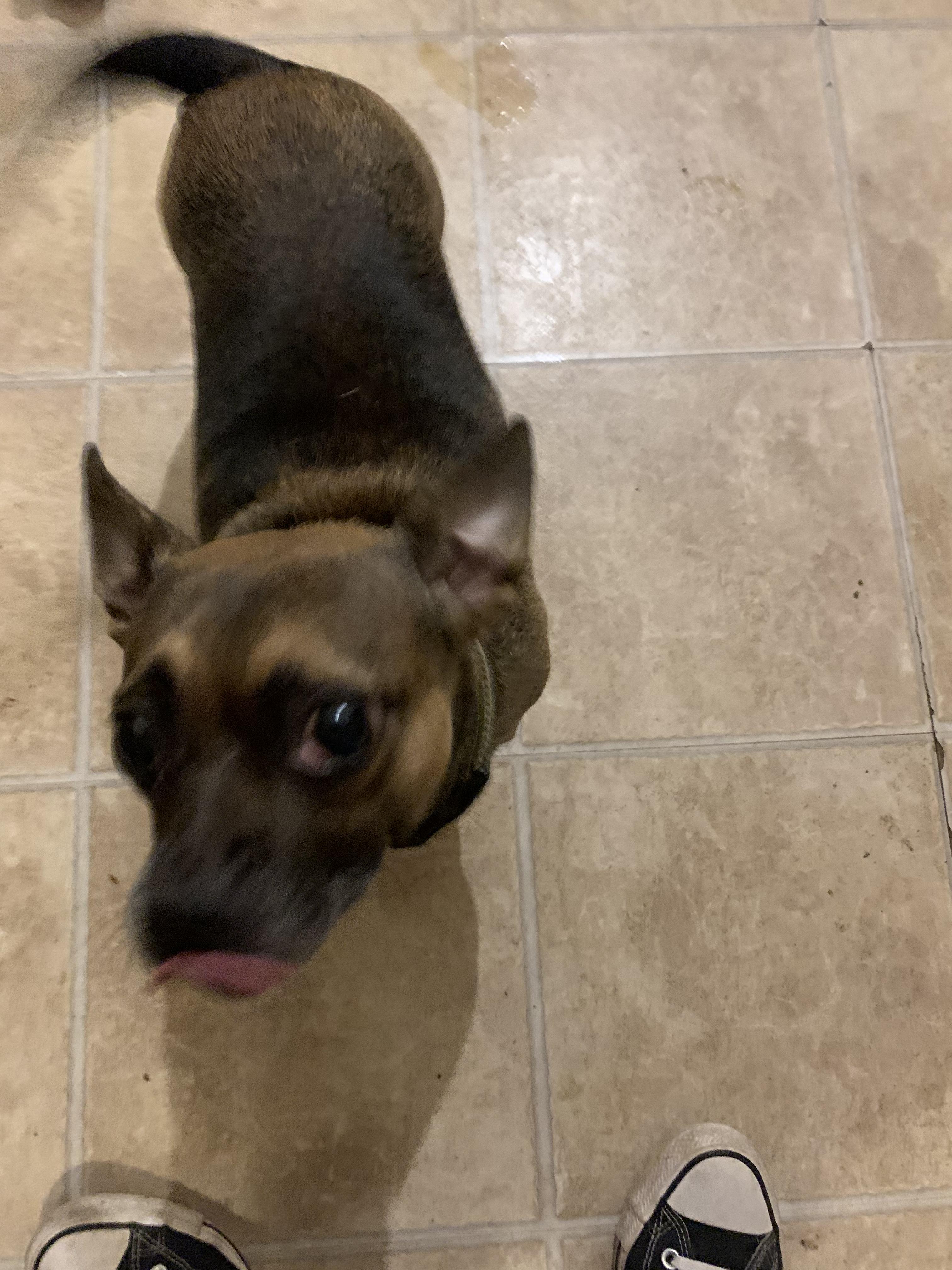 Enlarge Jem, a Adopted mixed breed in Lincoln Park, NJ image 5/6