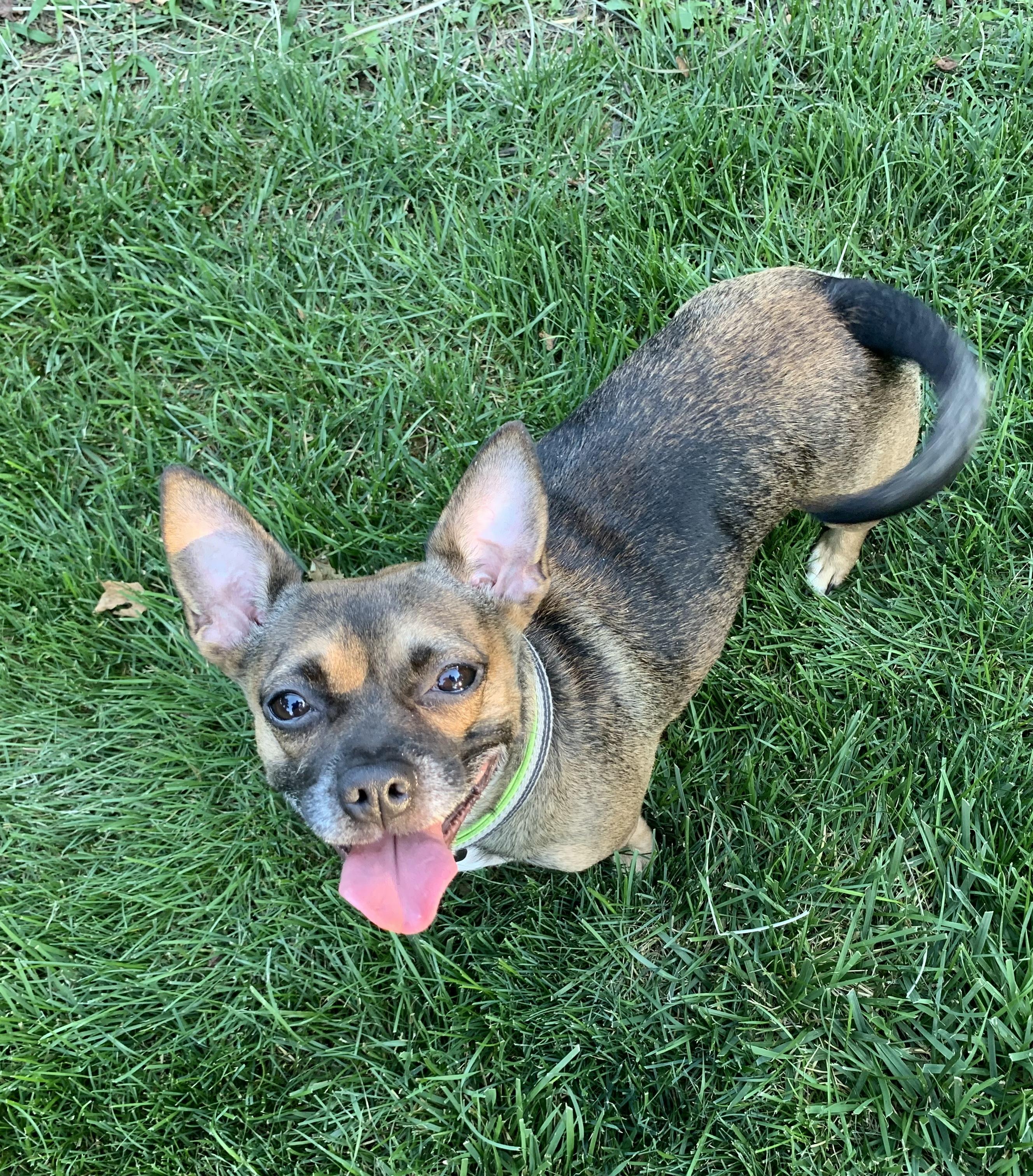 Enlarge Jem, a Adopted mixed breed in Lincoln Park, NJ image 6/6