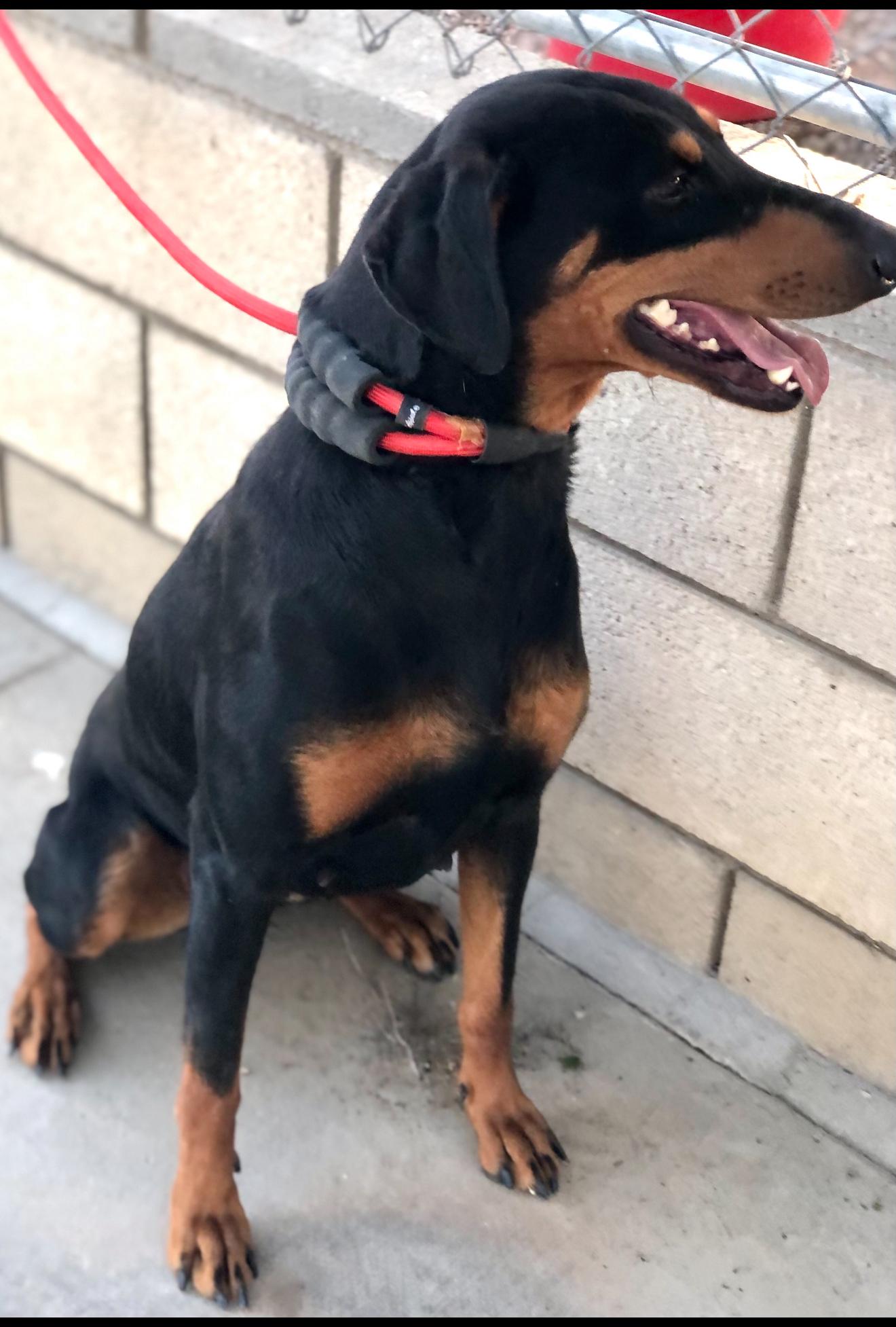 Addy ~ Smaller Dobie w/ huge heart & loves to play ball, a Adoptable Doberman Pinscher in Encino, CA image 6/6