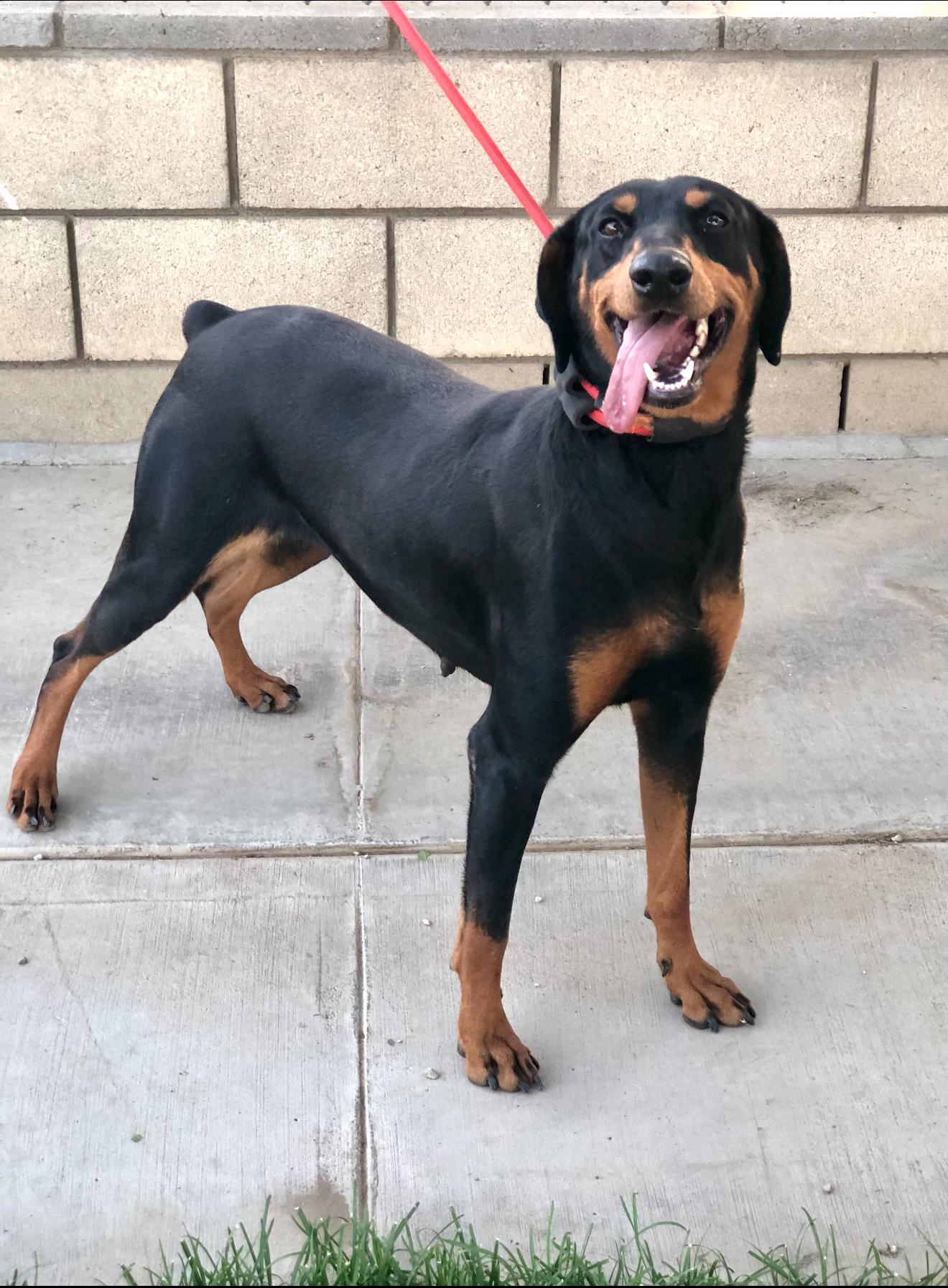 Addy ~ Smaller Dobie w/ huge heart & loves to play ball, a Adoptable Doberman Pinscher in Encino, CA image 2/6