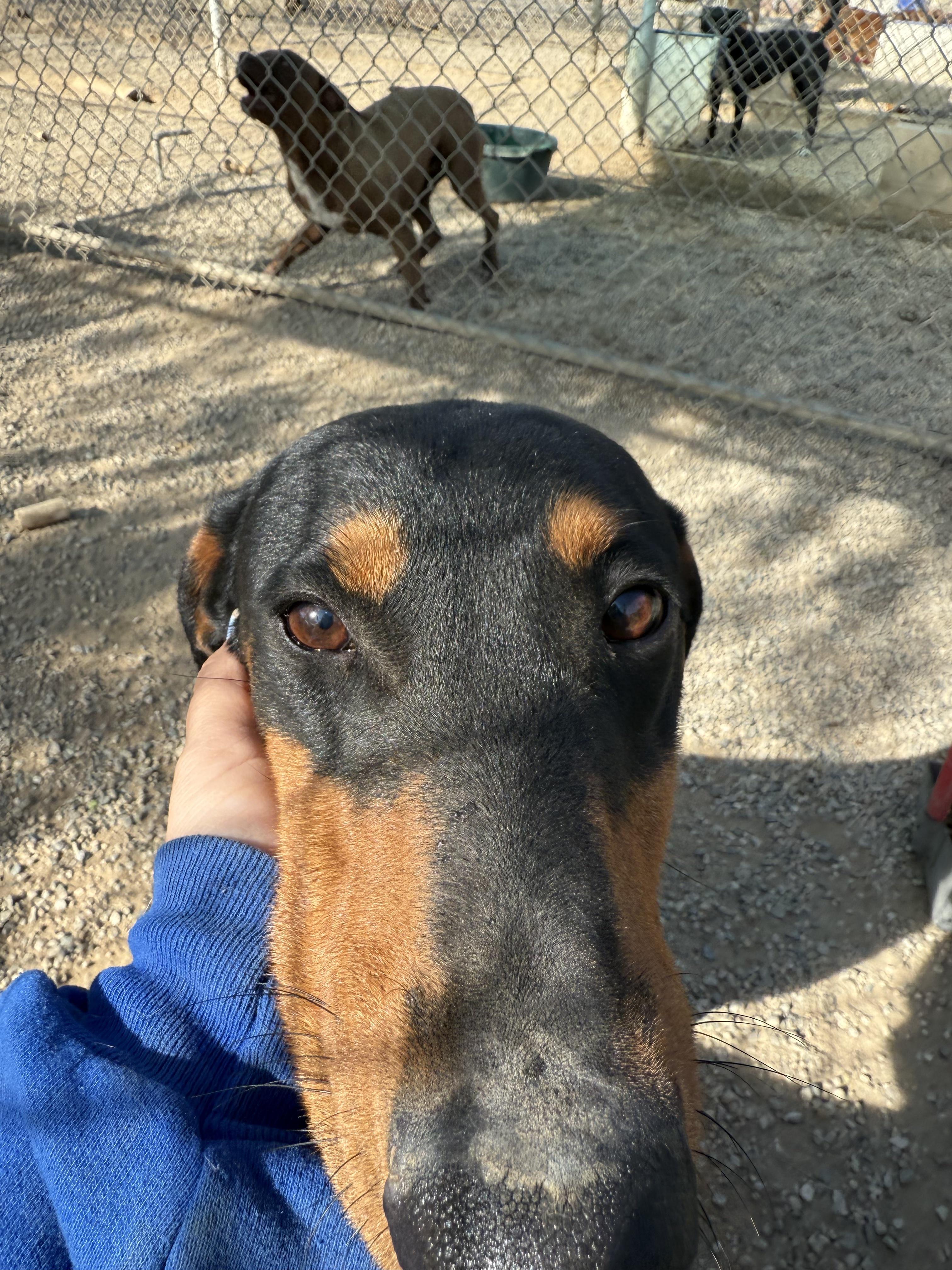 Addy ~ Smaller Dobie w/ huge heart & loves to play ball, a Adoptable Doberman Pinscher in Encino, CA image 5/6