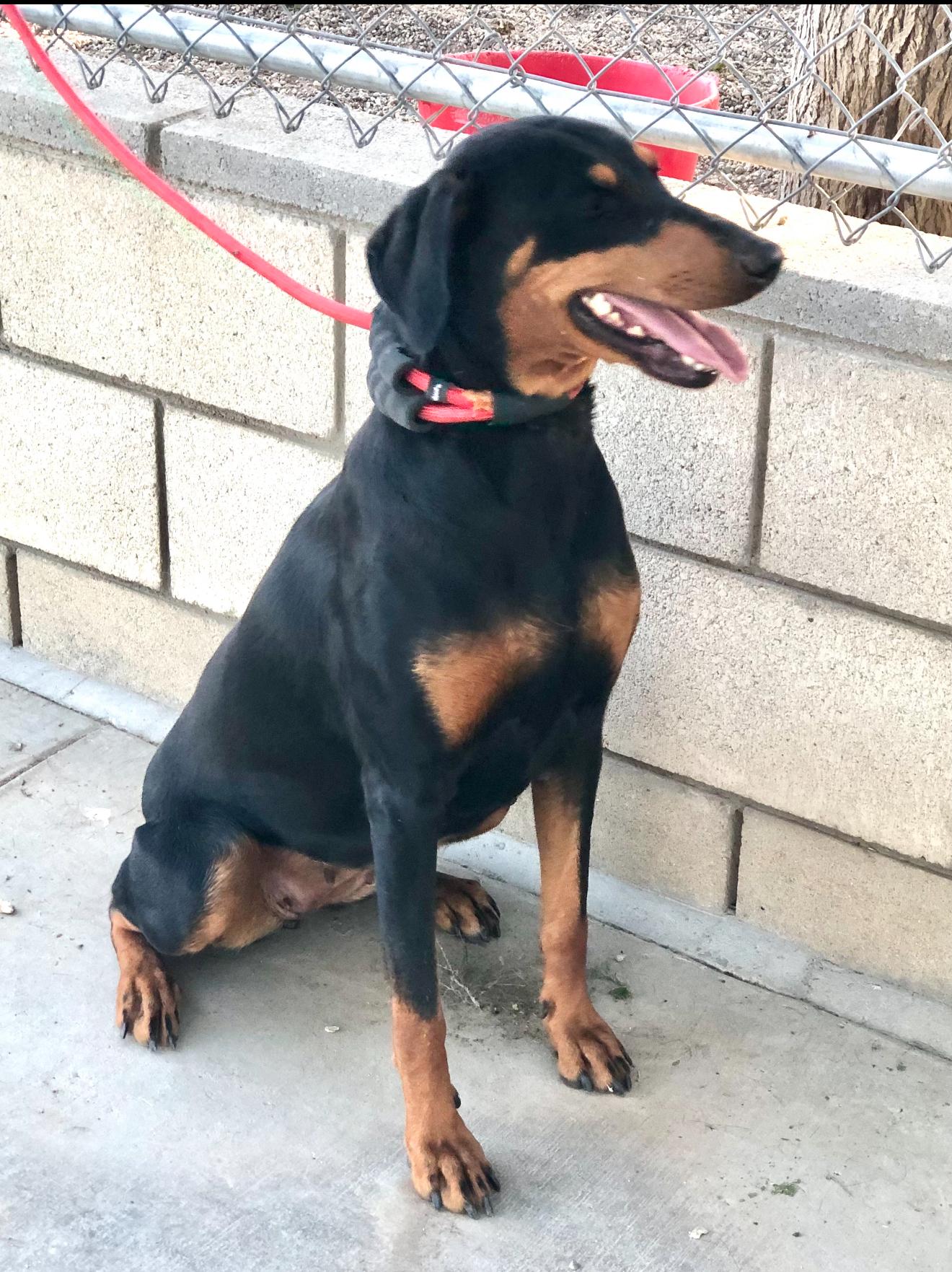 Addy ~ Smaller Dobie w/ huge heart & loves to play ball, a Adoptable Doberman Pinscher in Encino, CA image 4/6