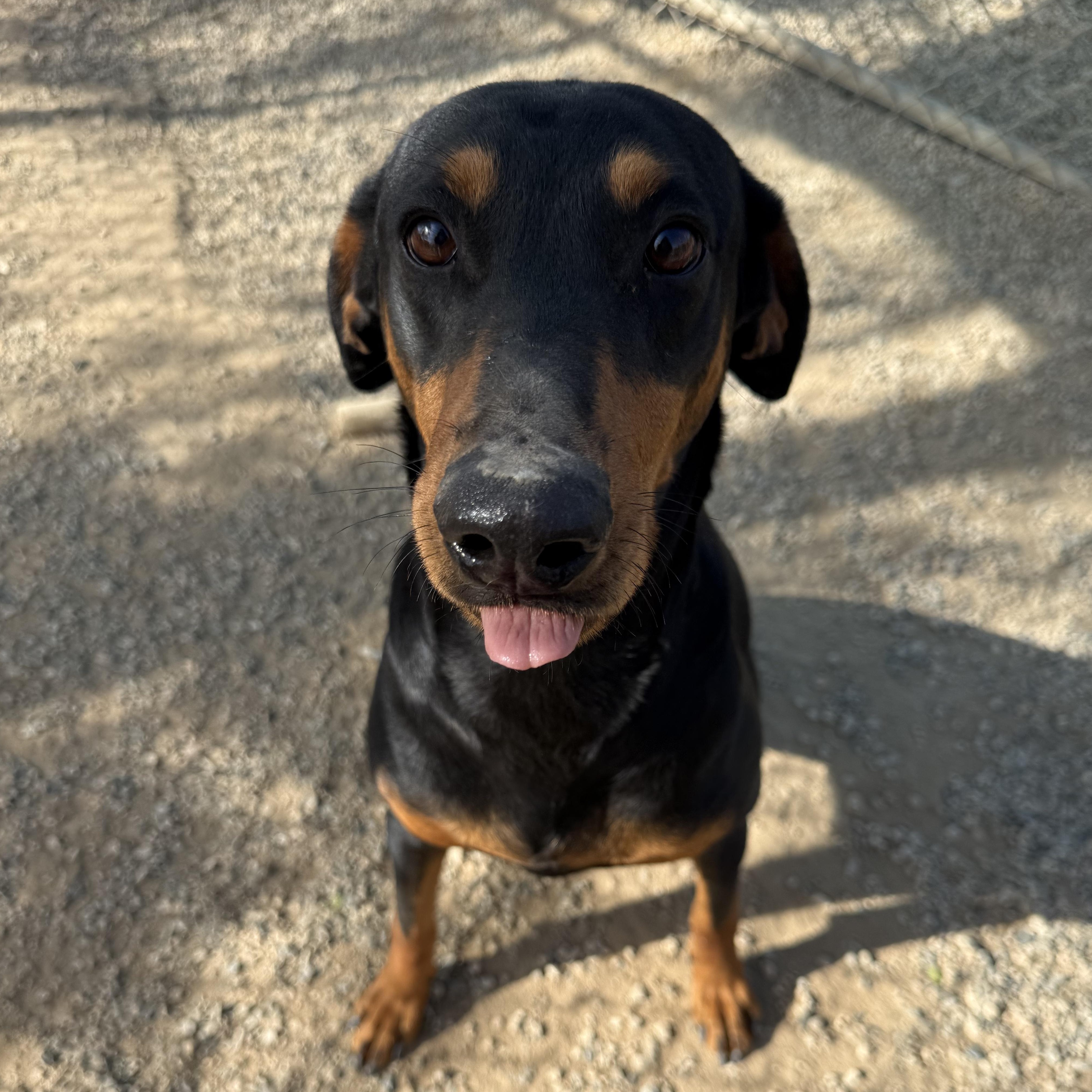 Addy ~ Smaller Dobie w/ huge heart & loves to play ball, Adoptable, Adult Female Doberman Pinscher.