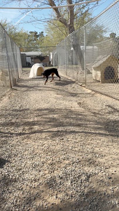 Enlarge Addy ~ Smaller Dobie w/ huge heart & loves to play ball, a Adoptable Doberman Pinscher in Encino, CA video 3/6