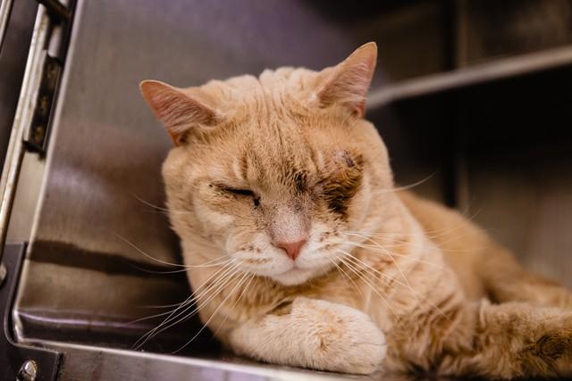 TATE, Adoptable, Young Male Domestic Short Hair.