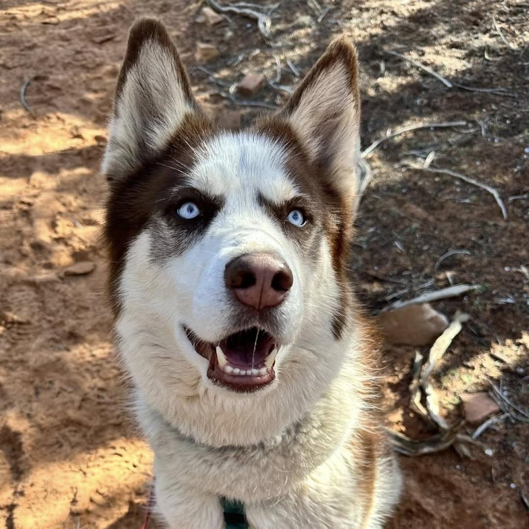 Shiro — thumbnail 4