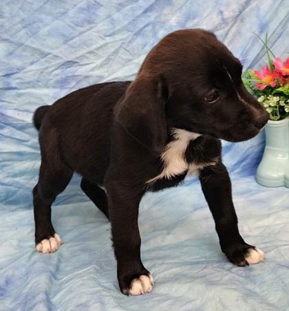 Tucker, Adoptable, Puppy Male Labrador Retriever & Mixed Breed.