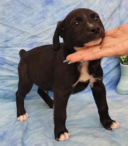 Enlarge Tucker, a Adoptable mixed breed in Elmira, NY image 2/3