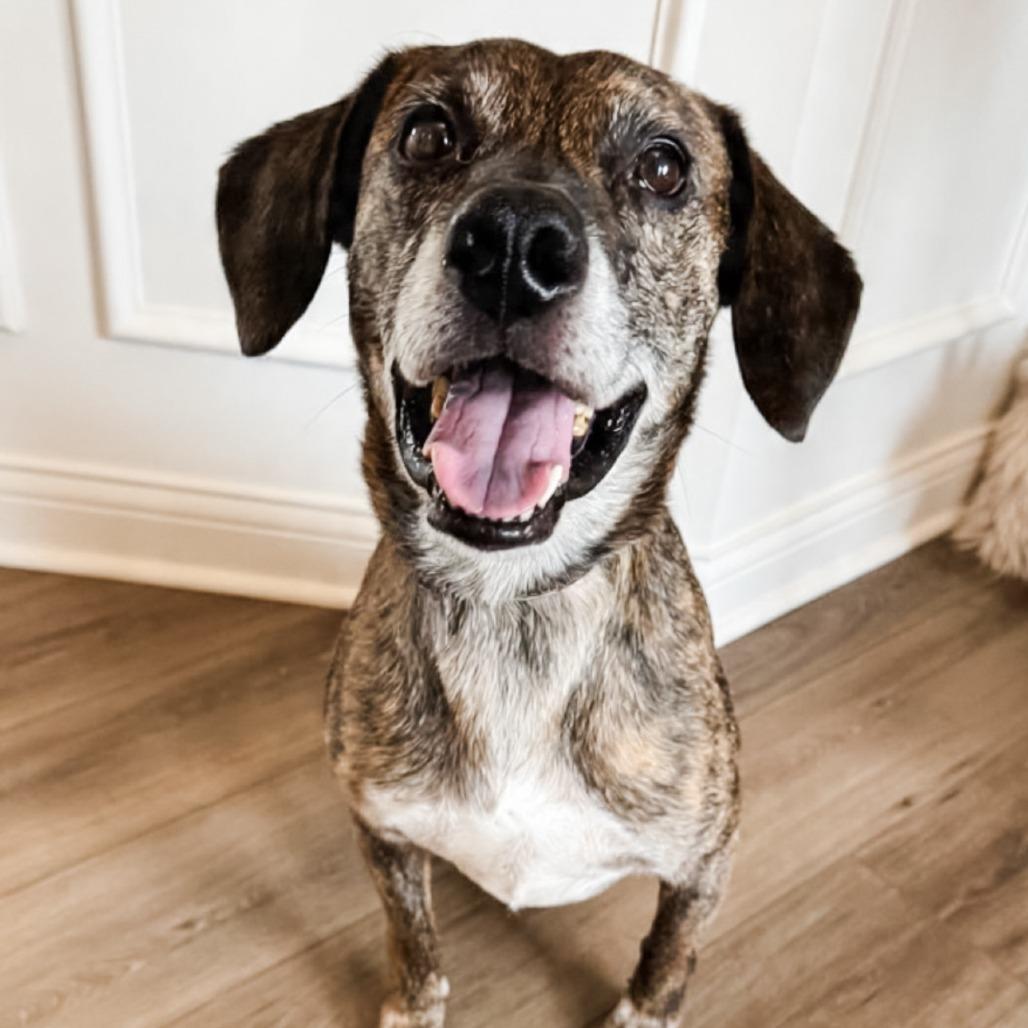 Tyson, Adoptable, Senior Male Mixed Breed.