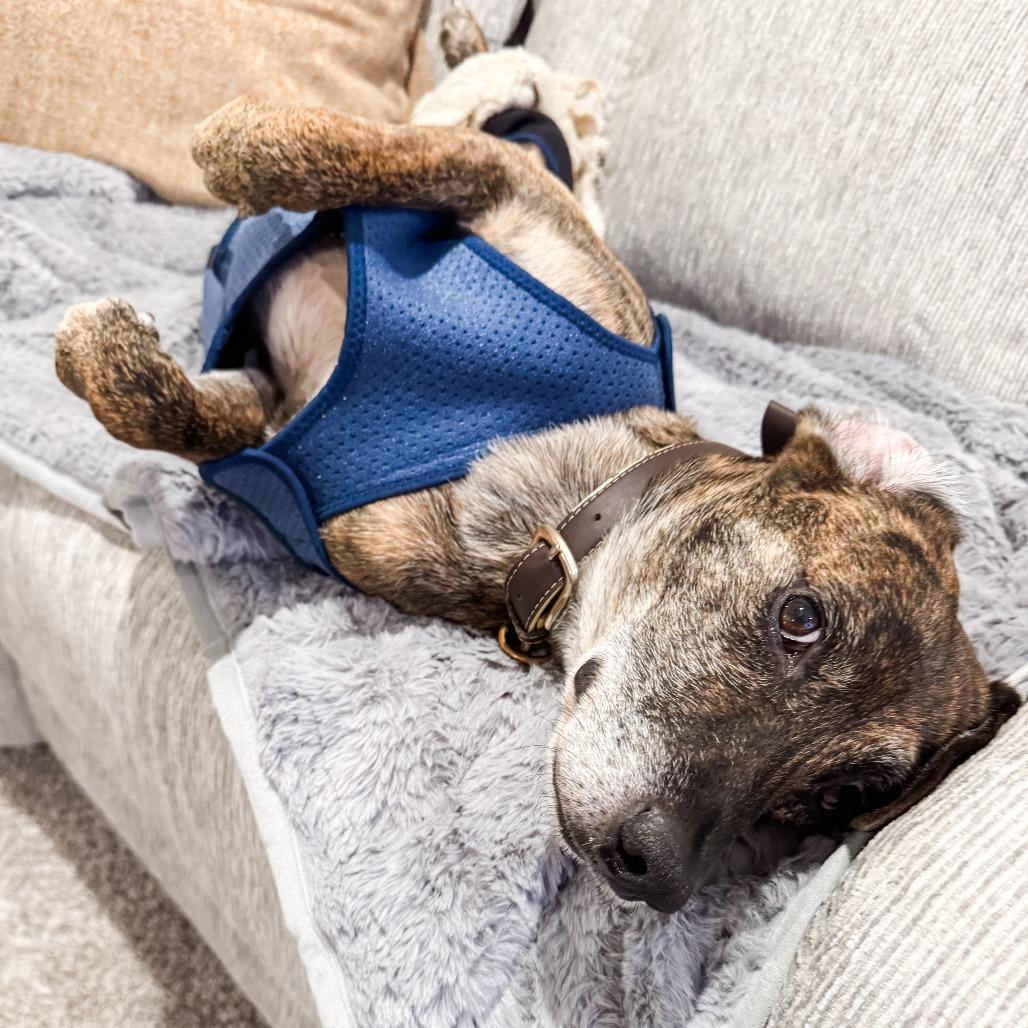 Enlarge Tyson - $100 Adoption Fee, a Adoptable Mixed Breed in Cincinnati, OH image 2/5