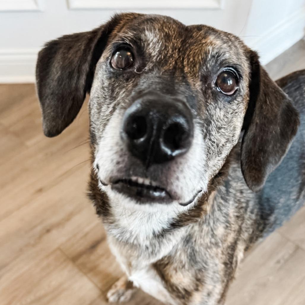 Enlarge Tyson - $100 Adoption Fee, a Adoptable Mixed Breed in Cincinnati, OH image 3/5