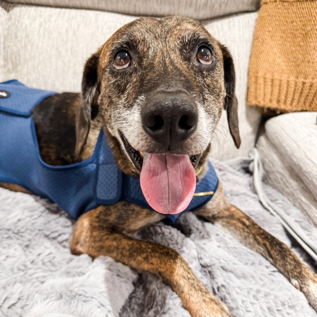 Enlarge Tyson - $100 Adoption Fee, a Adoptable Mixed Breed in Cincinnati, OH image 4/5