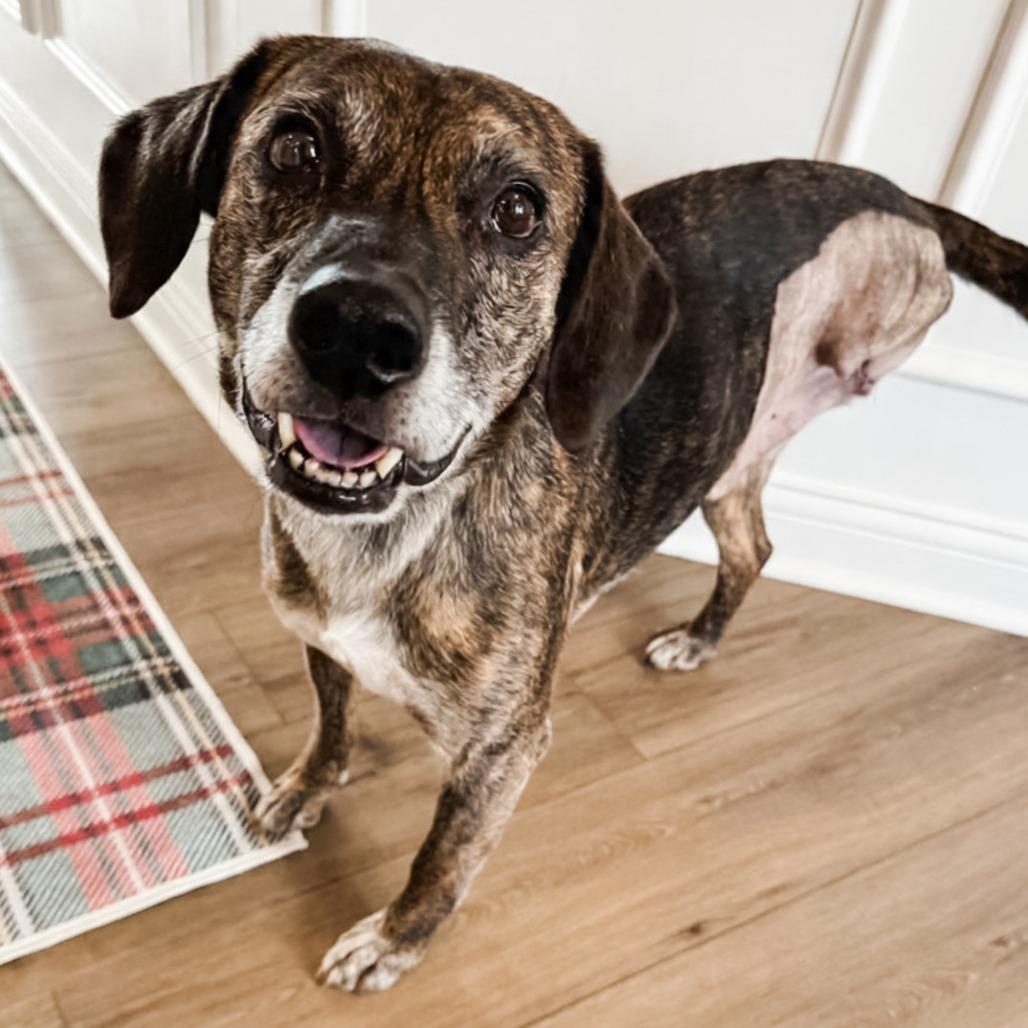 Enlarge Tyson - $100 Adoption Fee, a Adoptable Mixed Breed in Cincinnati, OH image 5/5