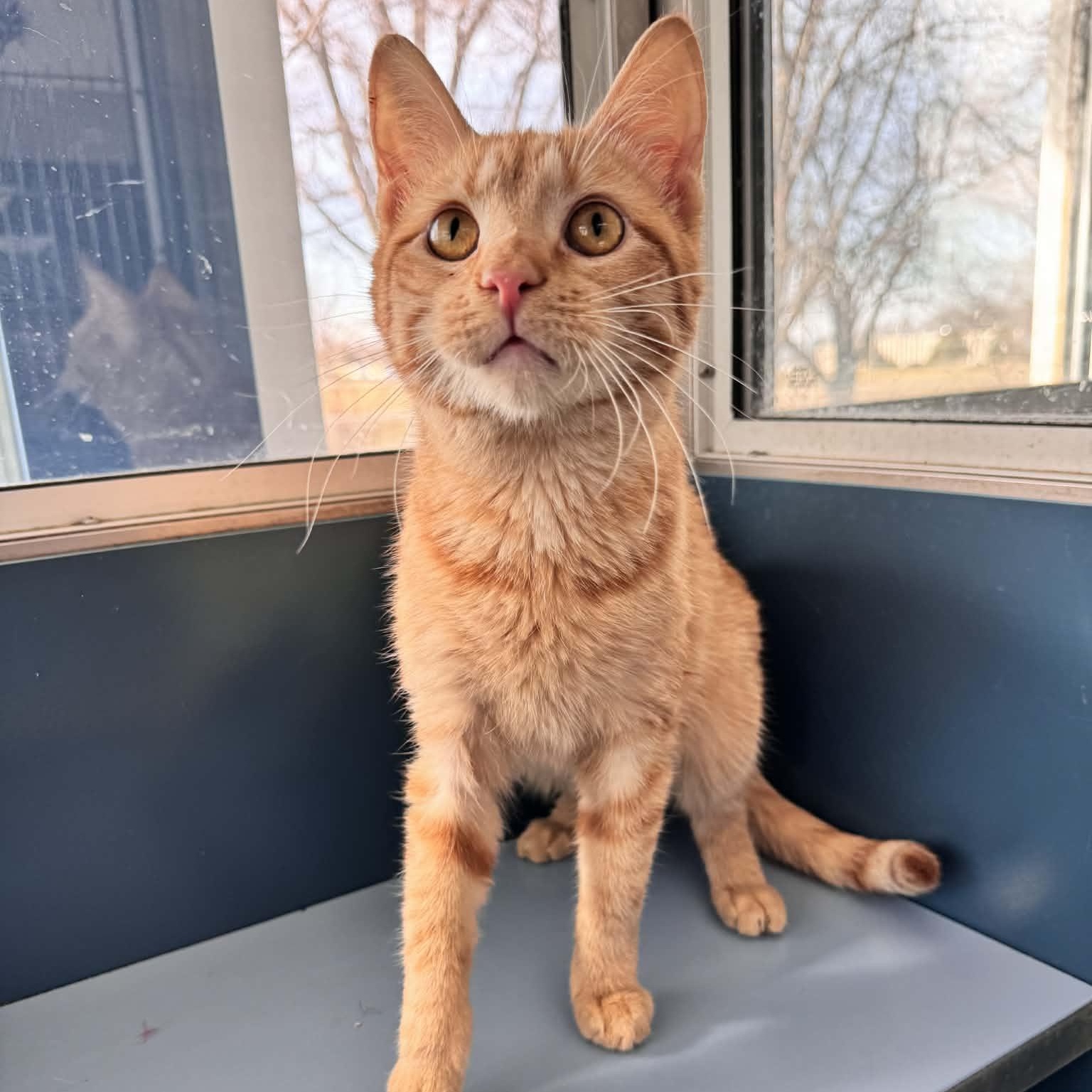 Why, an adopted Domestic Short Hair in Waterloo, IA image 3/5
