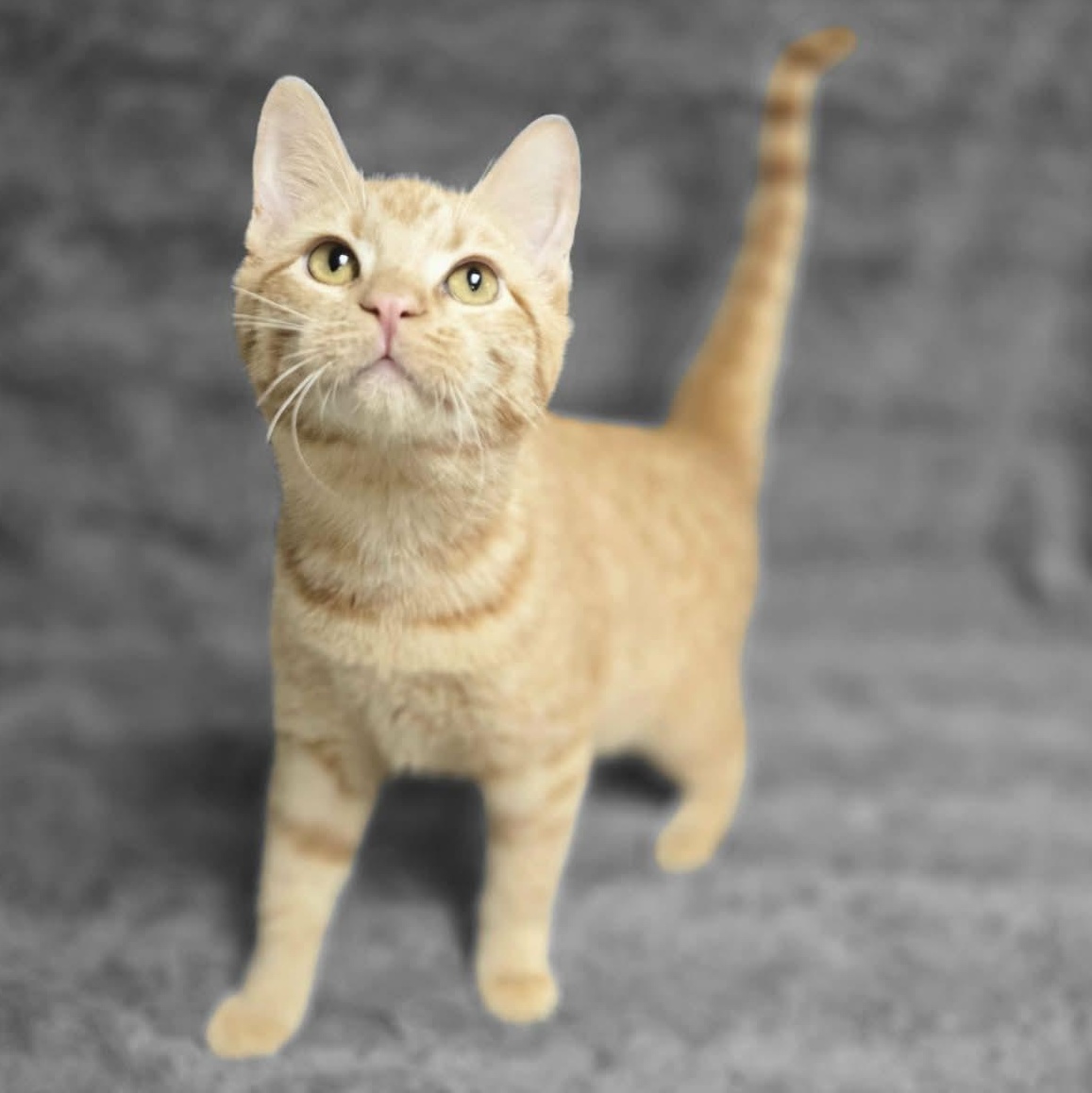 Why, an adopted Domestic Short Hair in Waterloo, IA image 4/5