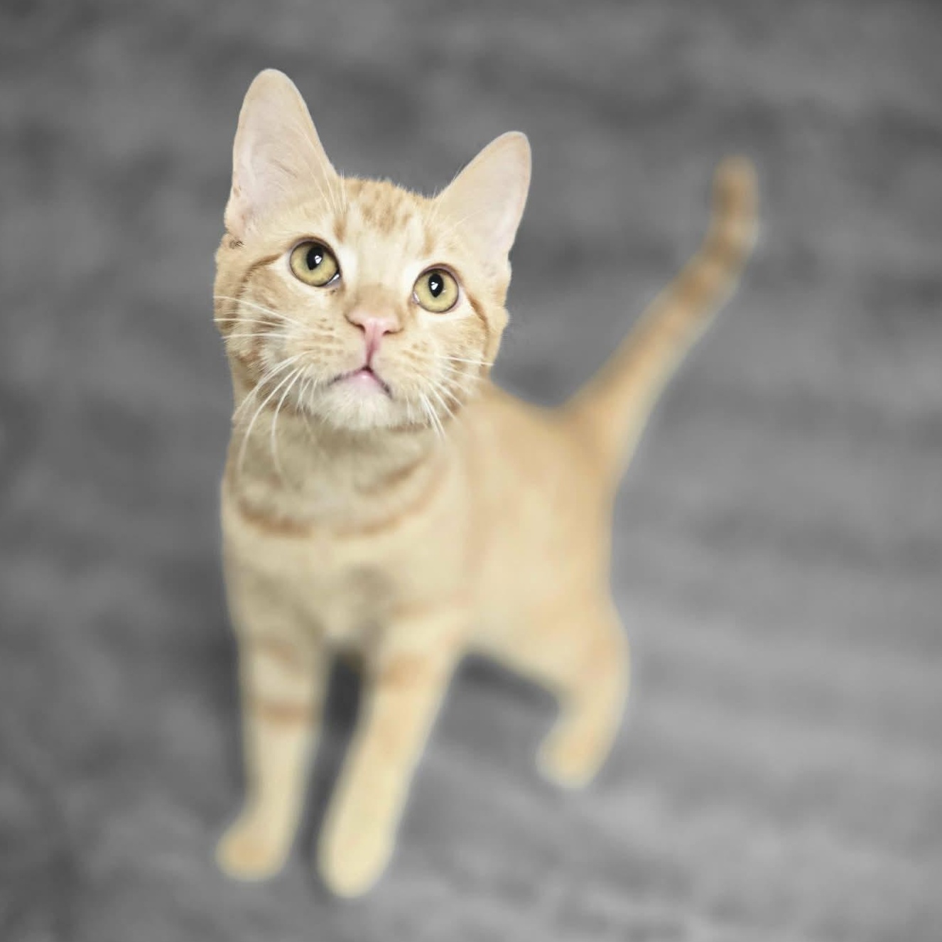 Why, an adopted Domestic Short Hair in Waterloo, IA image 2/5