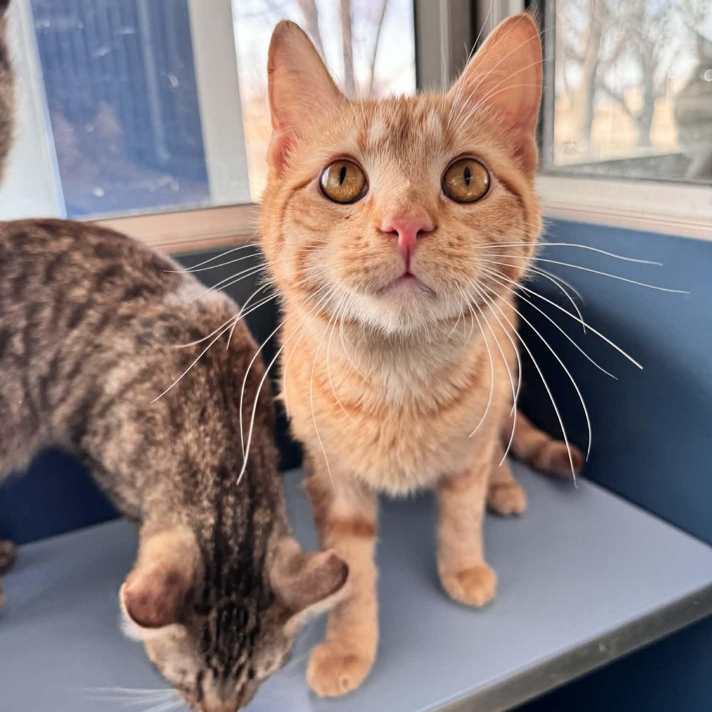 Why, an adopted Domestic Short Hair in Waterloo, IA image 1/5