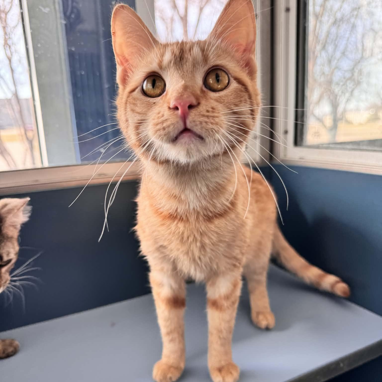 Why, an adopted Domestic Short Hair in Waterloo, IA image 5/5