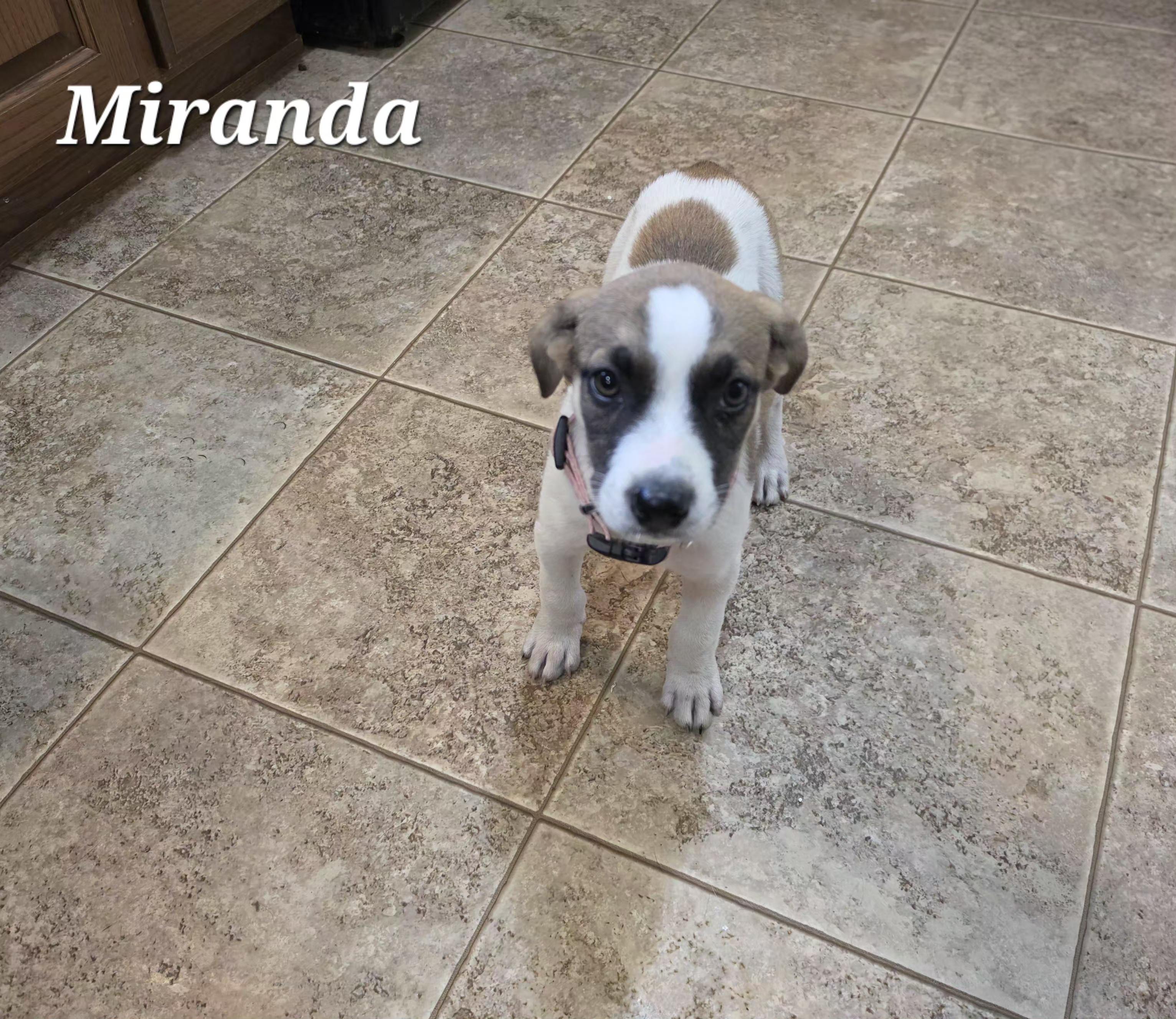 Enlarge Miranda Mars - Local pup, a Adoptable mixed breed in Andover, MA image 6/6