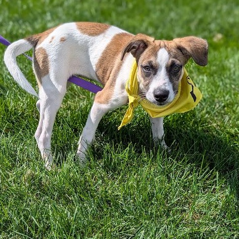 Enlarge Miranda Mars - Local pup, a Adoptable mixed breed in Andover, MA image 3/6