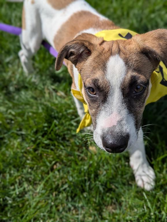 Enlarge Miranda Mars - Local pup, a Adoptable mixed breed in Andover, MA image 2/6