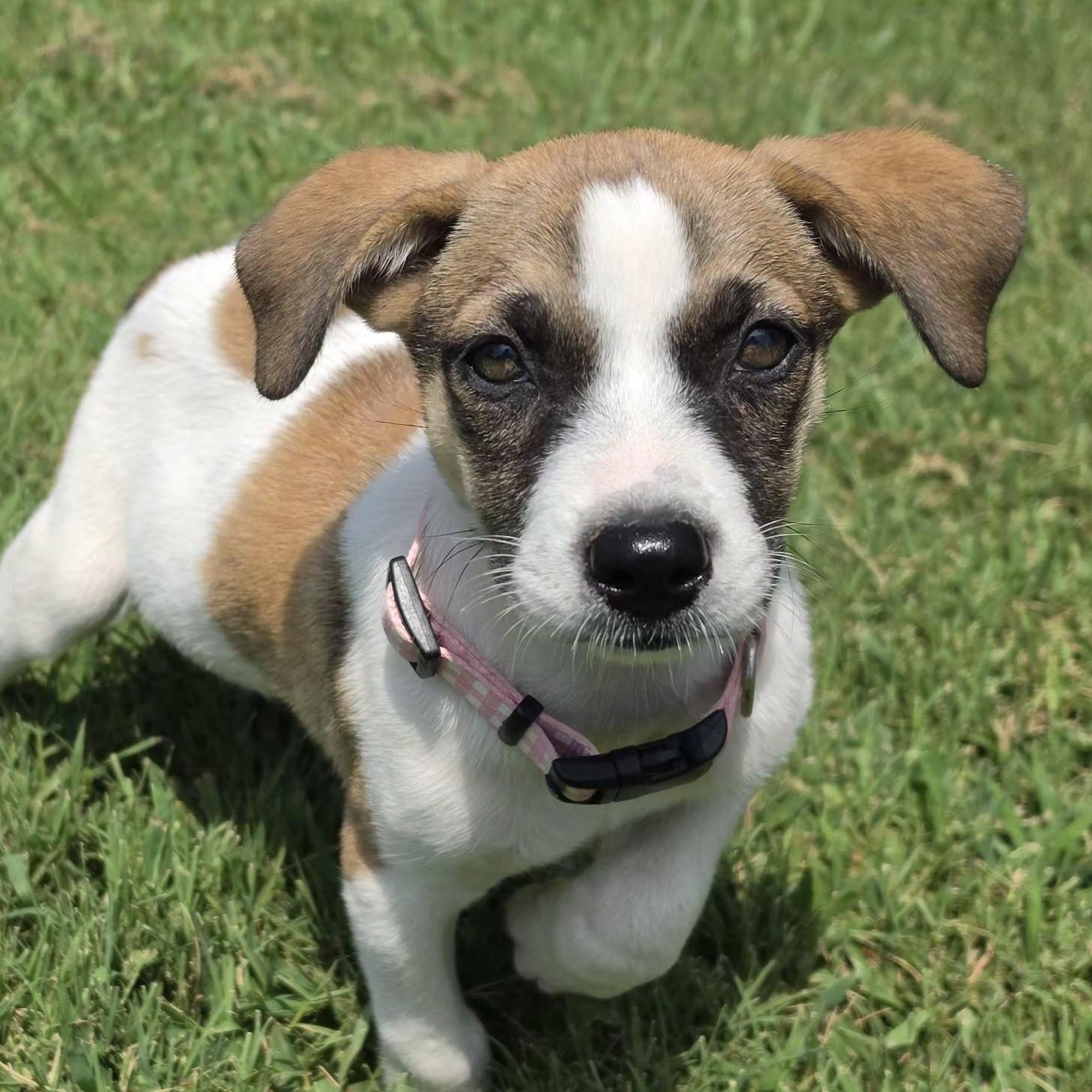 Enlarge Miranda Mars - Local pup, a Adoptable mixed breed in Andover, MA image 4/6