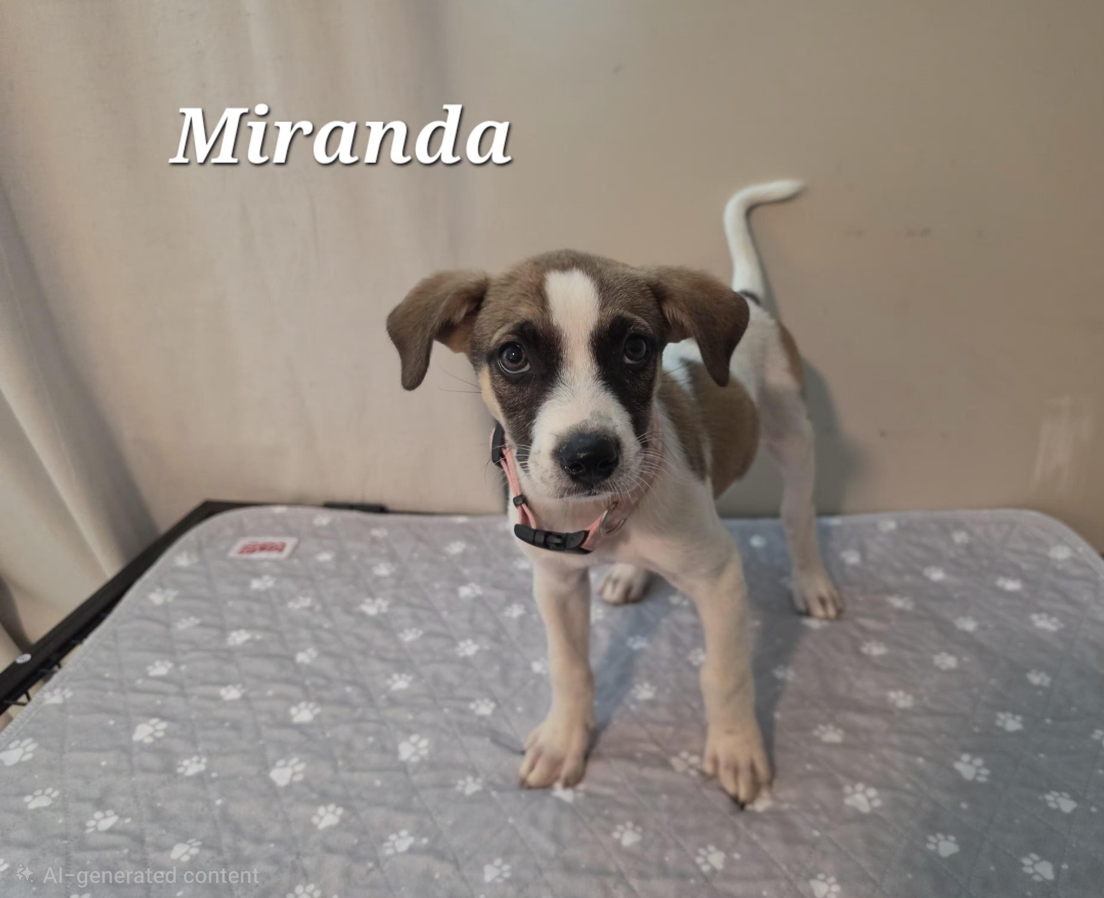 Enlarge Miranda Mars - Local pup, a Adoptable mixed breed in Andover, MA image 5/6