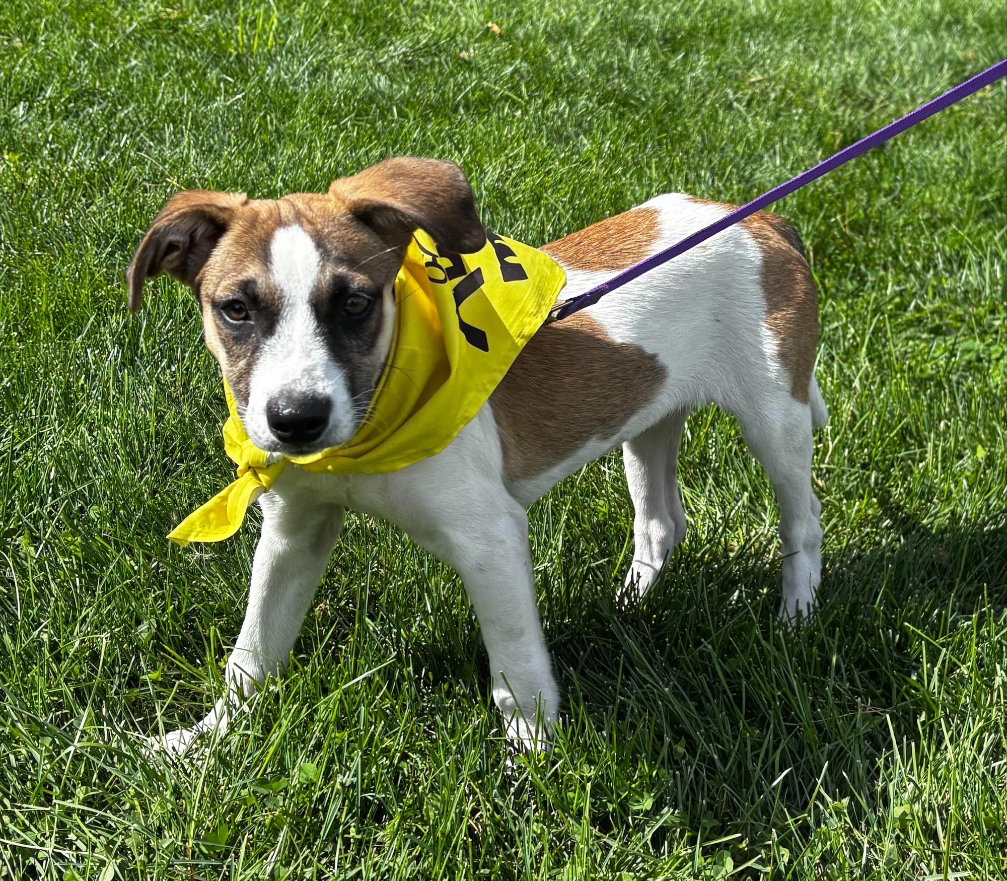 Enlarge Miranda Mars - Local pup, a Adoptable mixed breed in Andover, MA image 1/6