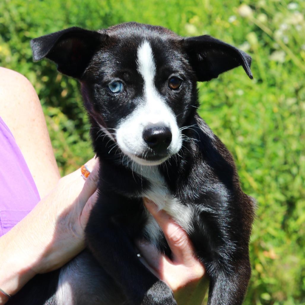 CT Spark, Adoptable, Puppy Female Terrier & Mixed Breed.