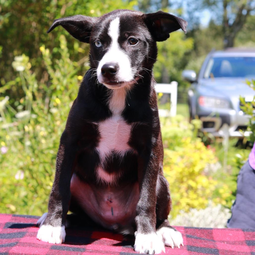 Enlarge CT Spark, a Adoptable mixed breed in Eastford, CT image 2/6
