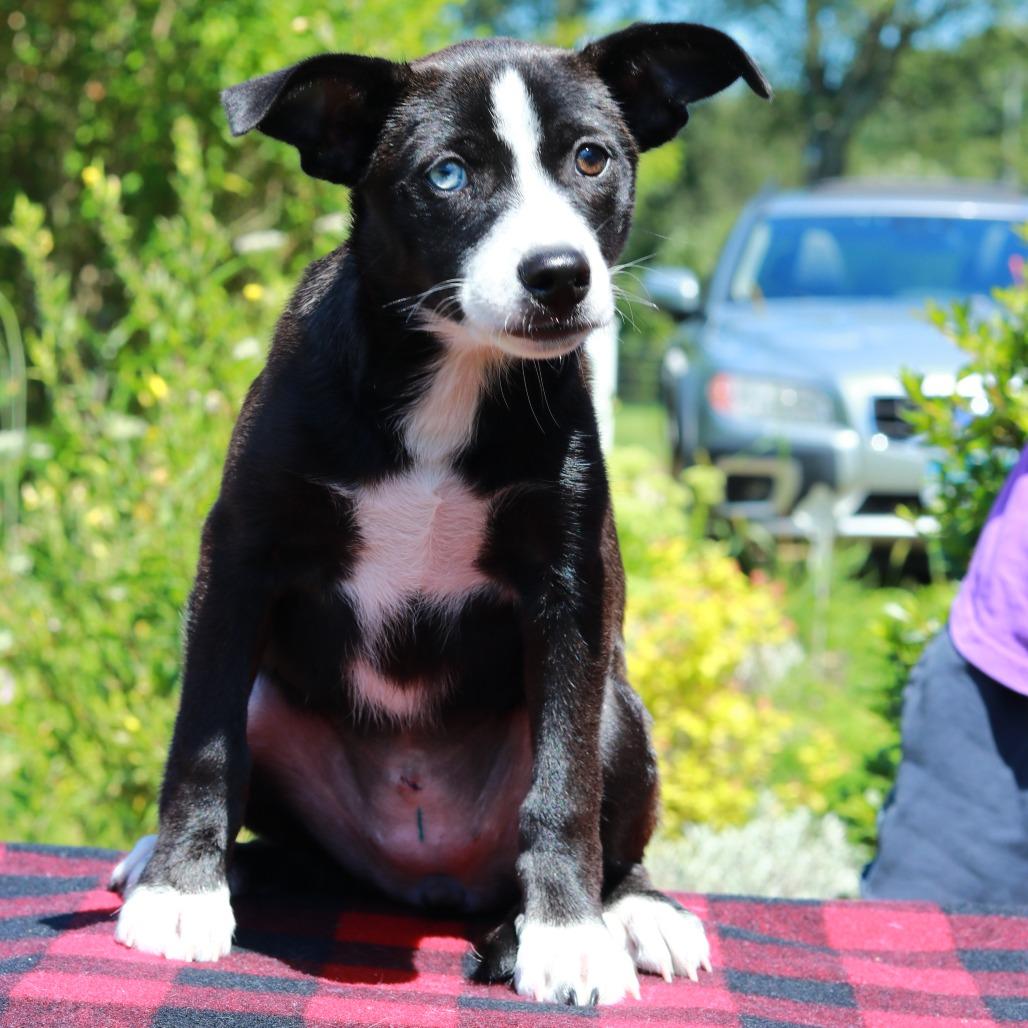 Enlarge CT Spark, a Adoptable mixed breed in Eastford, CT image 3/6
