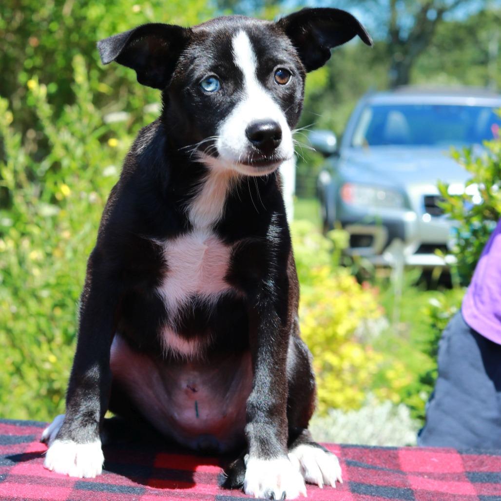 Enlarge CT Spark, a Adoptable mixed breed in Eastford, CT image 4/6