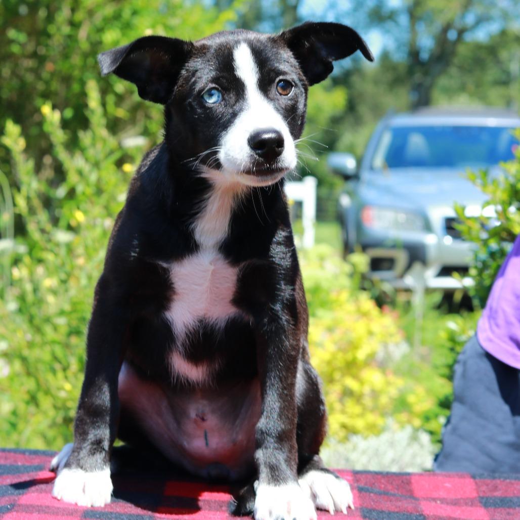 Enlarge CT Spark, a Adoptable mixed breed in Eastford, CT image 5/6