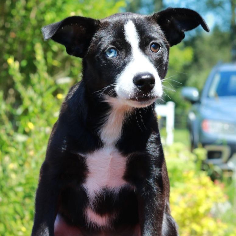 Enlarge CT Spark, a Adoptable mixed breed in Eastford, CT image 6/6