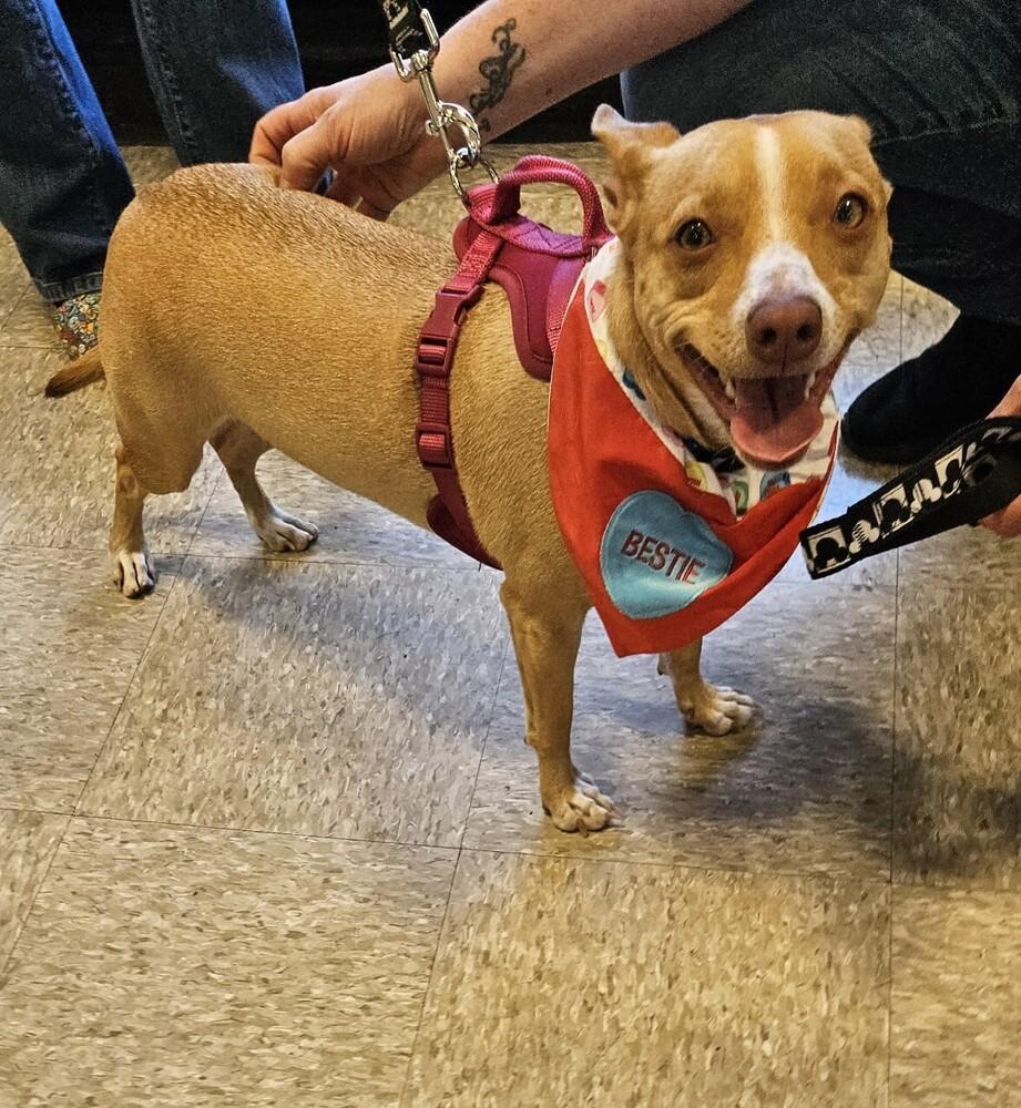 Enlarge Ramah, a Adoptable mixed breed in Winter Garden, FL image 1/6