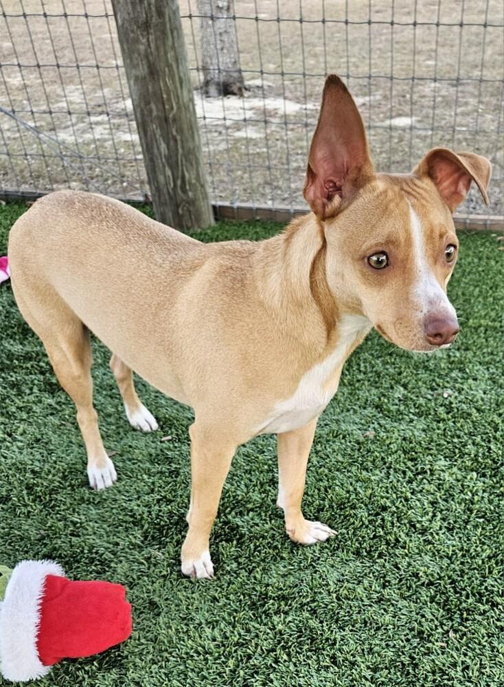 Enlarge Ramah, a Adoptable mixed breed in Winter Garden, FL image 2/6