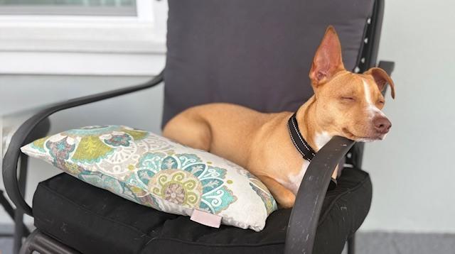 Enlarge Ramah, a Adoptable mixed breed in Winter Garden, FL image 4/6