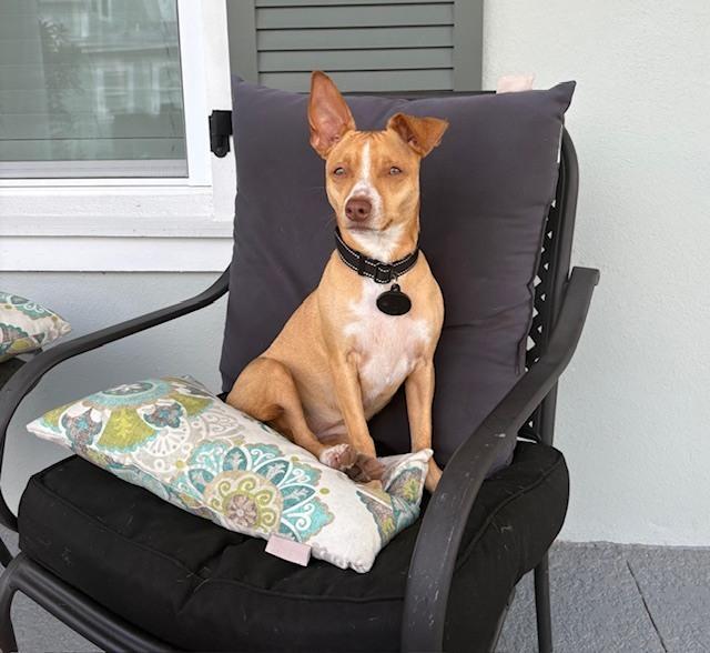 Enlarge Ramah, a Adoptable mixed breed in Winter Garden, FL image 5/6