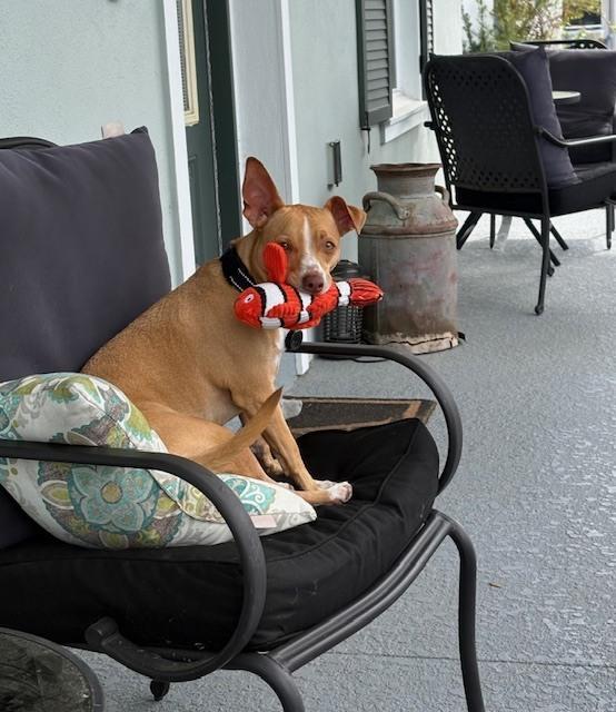 Enlarge Ramah, a Adoptable mixed breed in Winter Garden, FL image 6/6