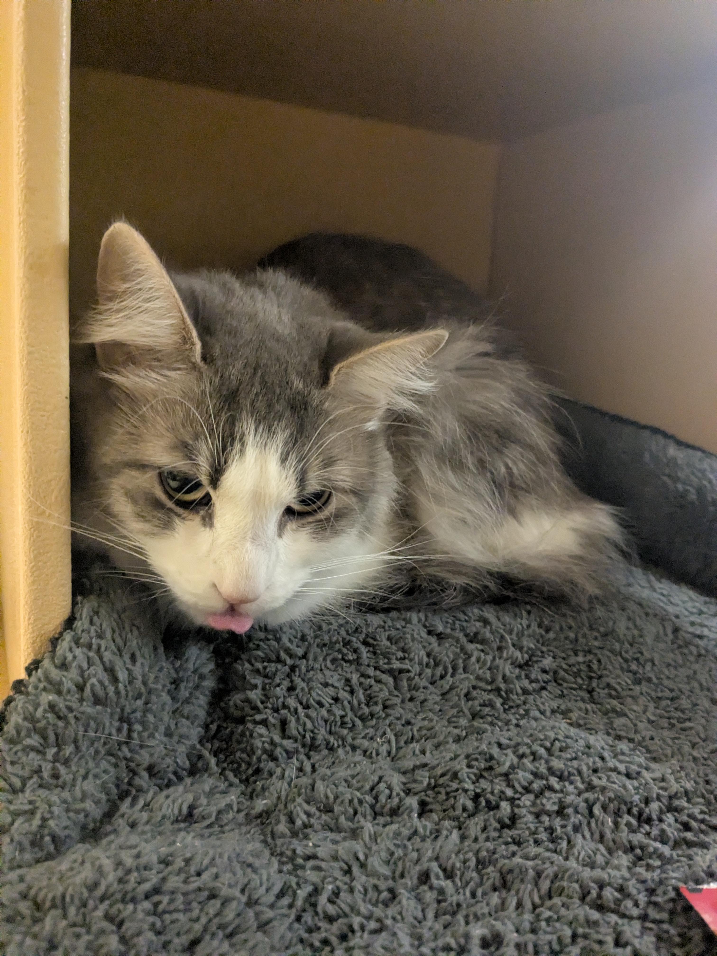 Enlarge Minnie, an adopted Domestic Long Hair in Worcester, MA image 2/3