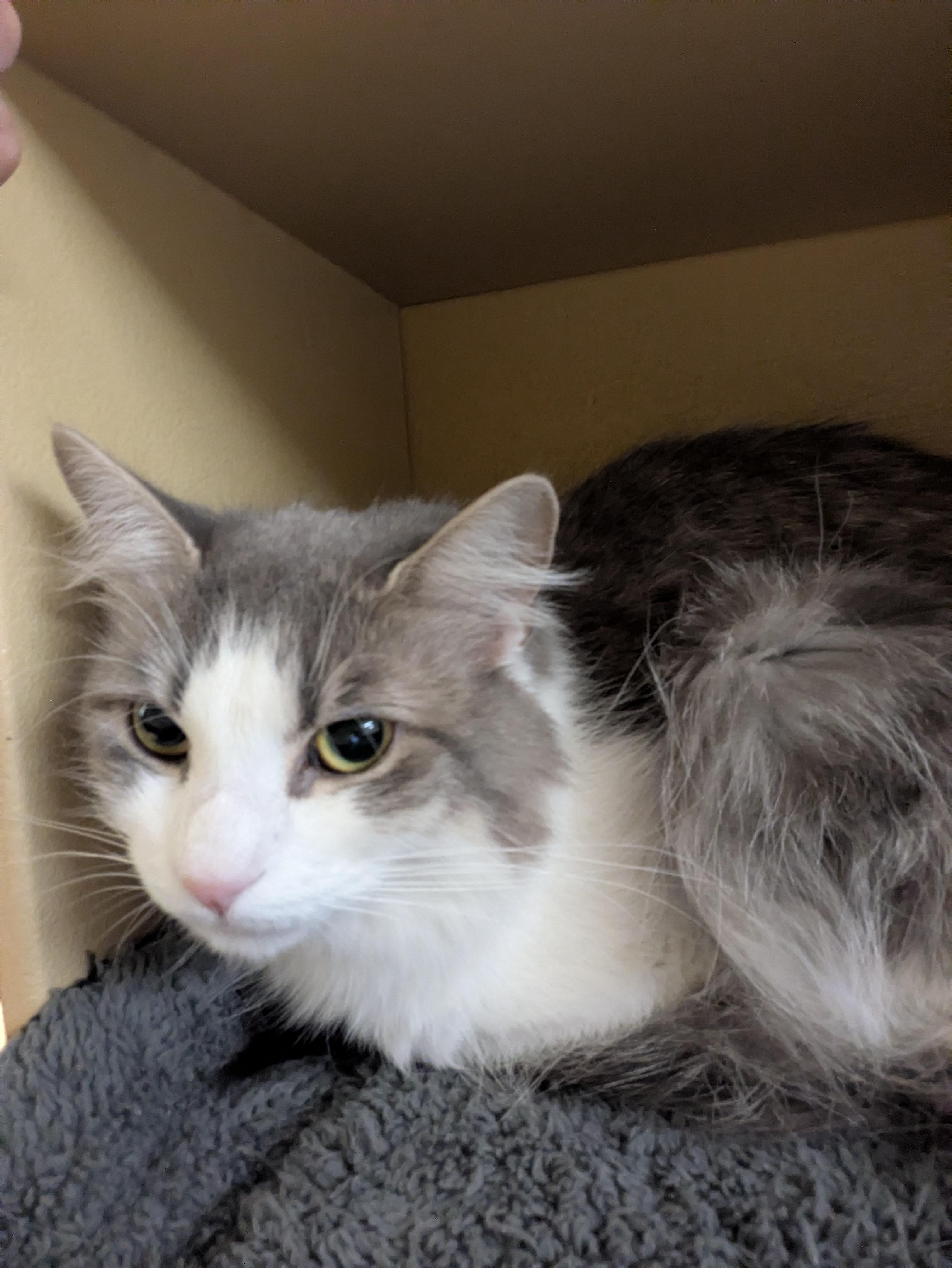 Enlarge Minnie, an adopted Domestic Long Hair in Worcester, MA image 3/3