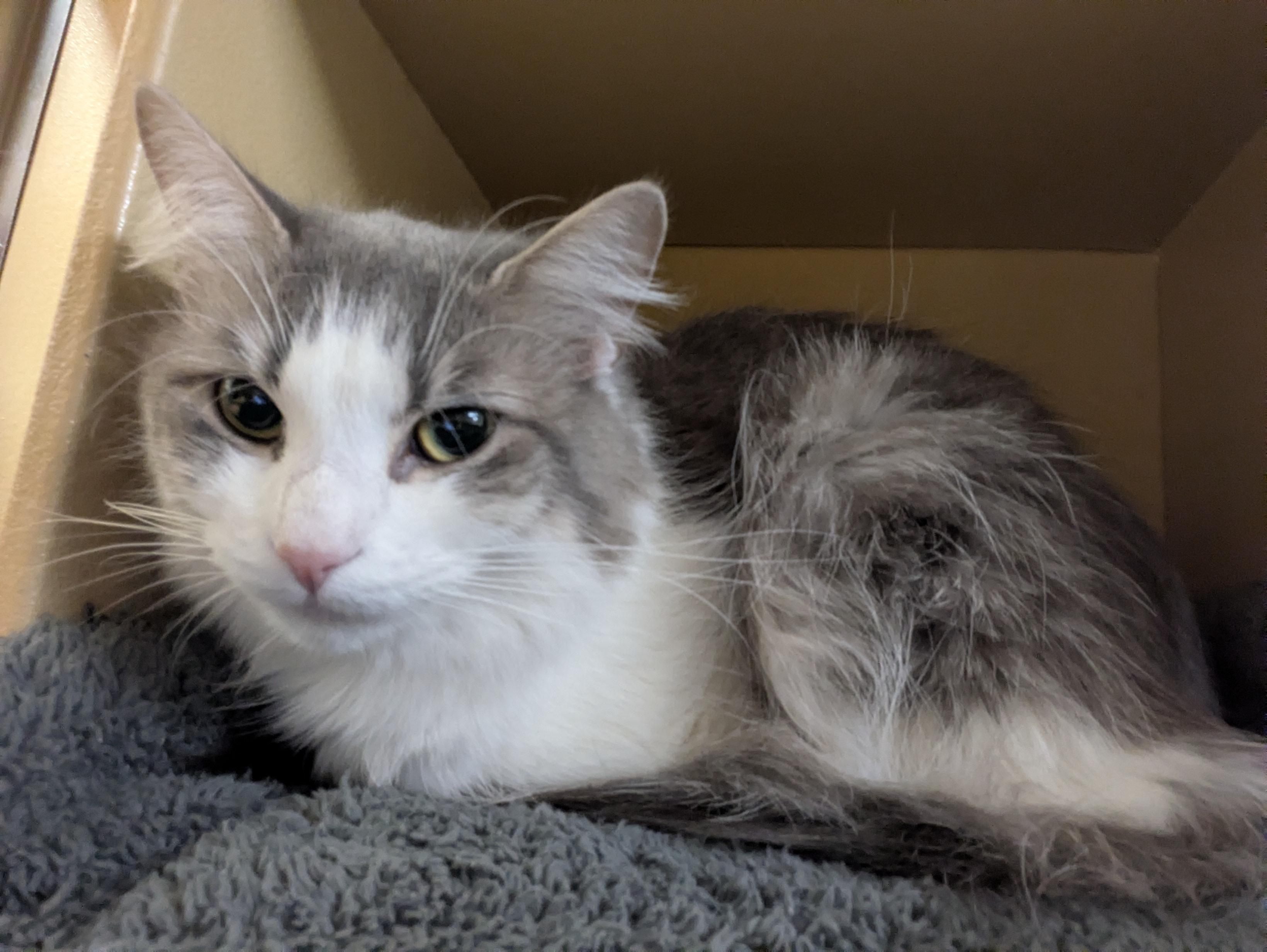 Enlarge Minnie, an adopted Domestic Long Hair in Worcester, MA image 1/3